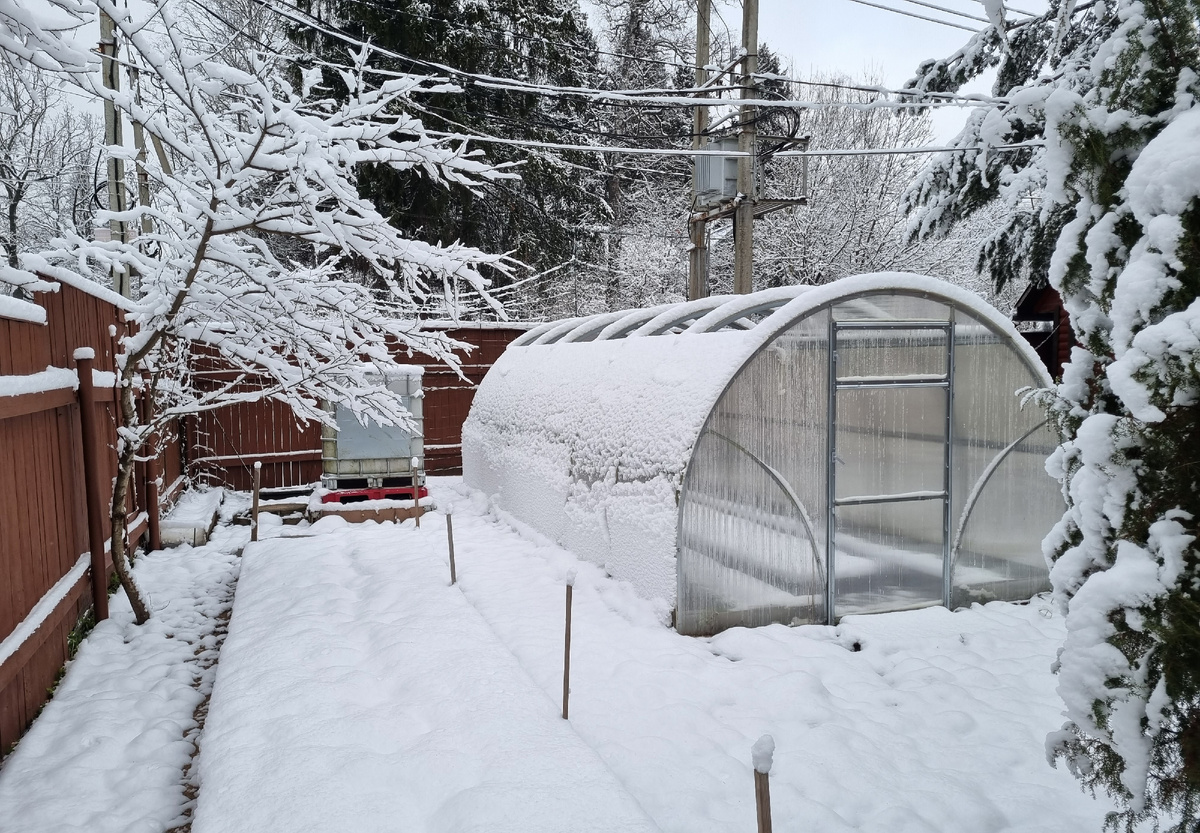 Фото автора. Декабрь 2024.