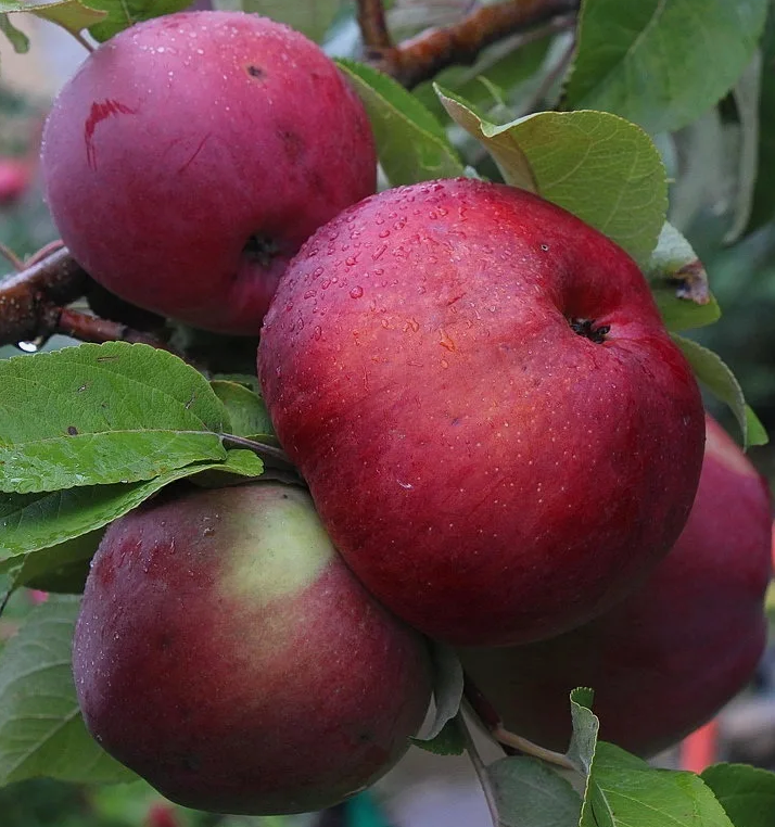 Красивые яблочки