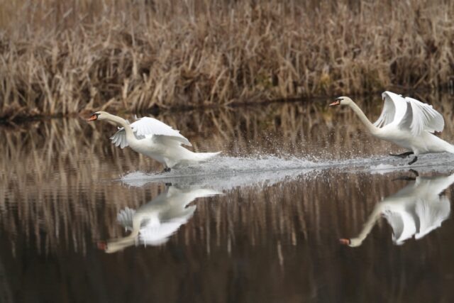     Фото: hoperzap.ru