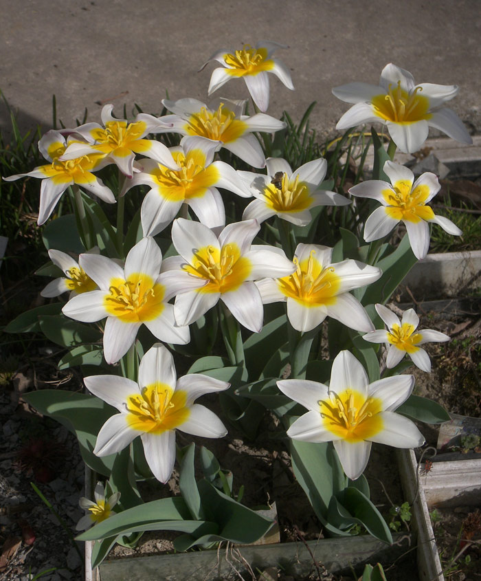 Тюльпан Кауфмана "Грация"