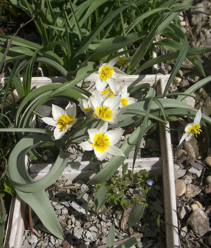 Тюльпан коктебельский