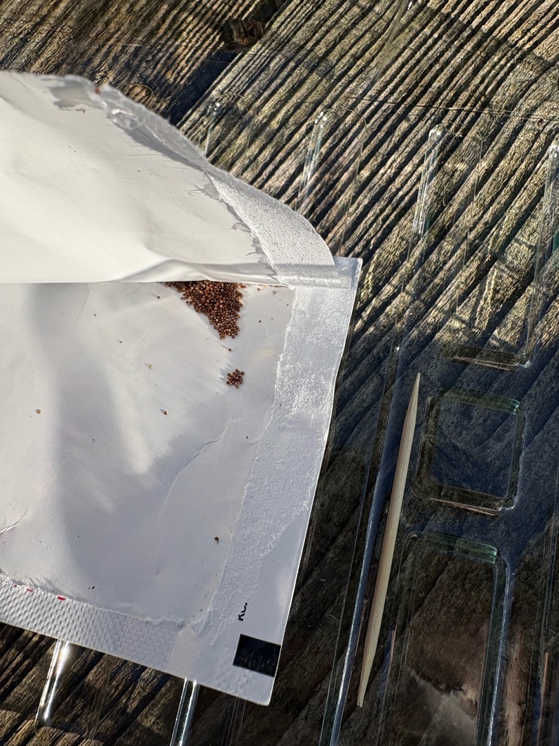 Семена сорта "Виноградная гроздь"