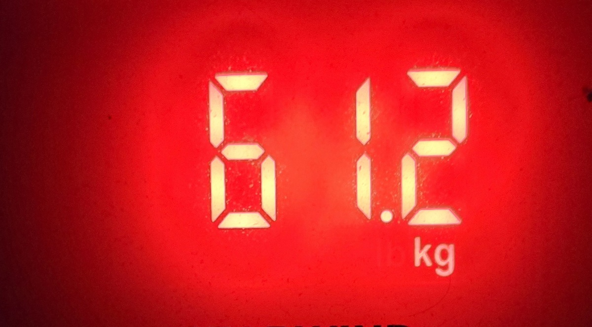 Стрекоза опять худеет. День 23-й