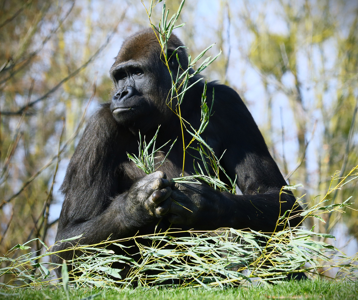 Чёрная горилла с веткой в руках в окружении деревьев.