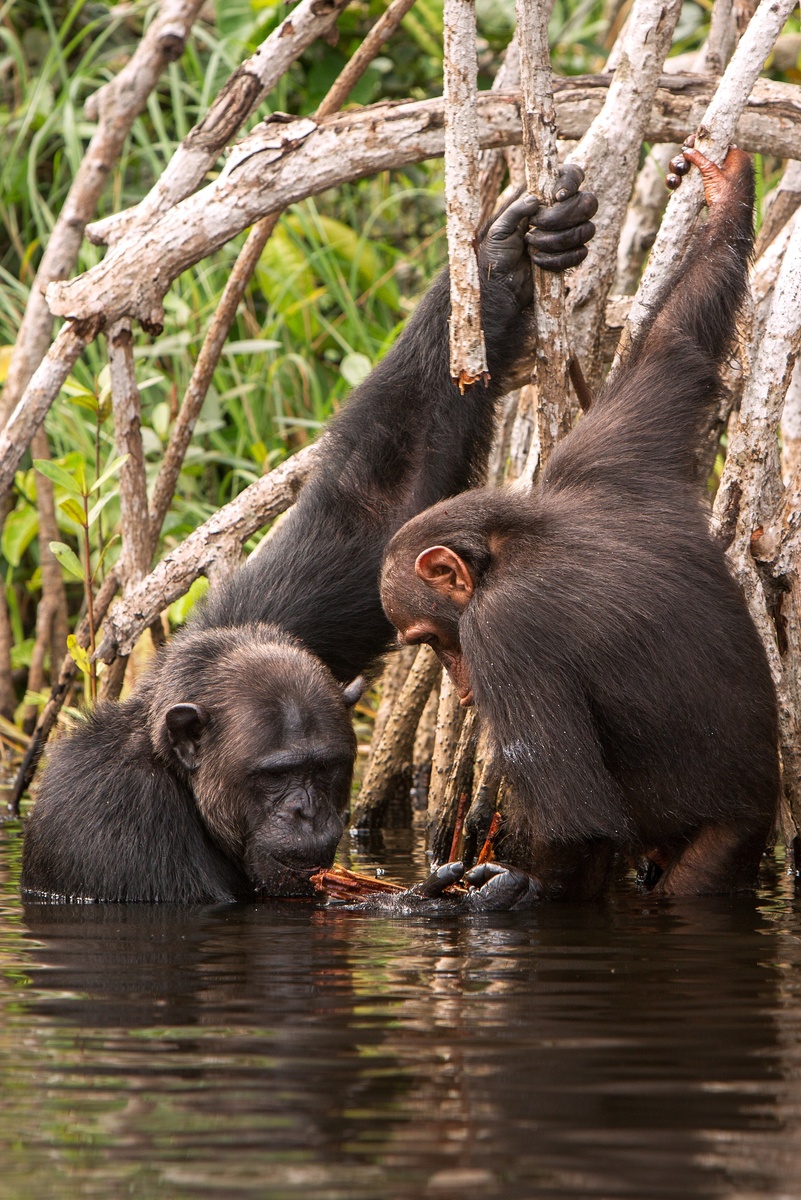 Семейство бонобо