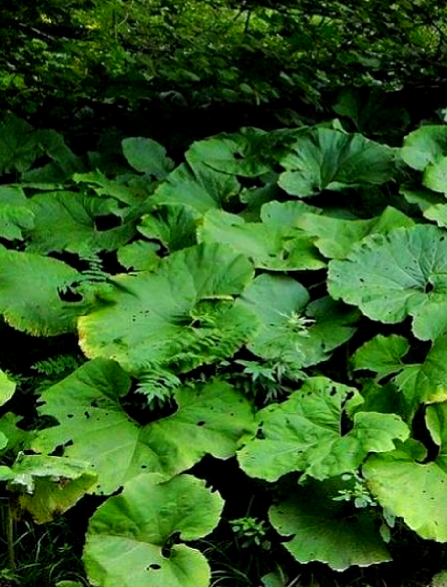 Белокопытник