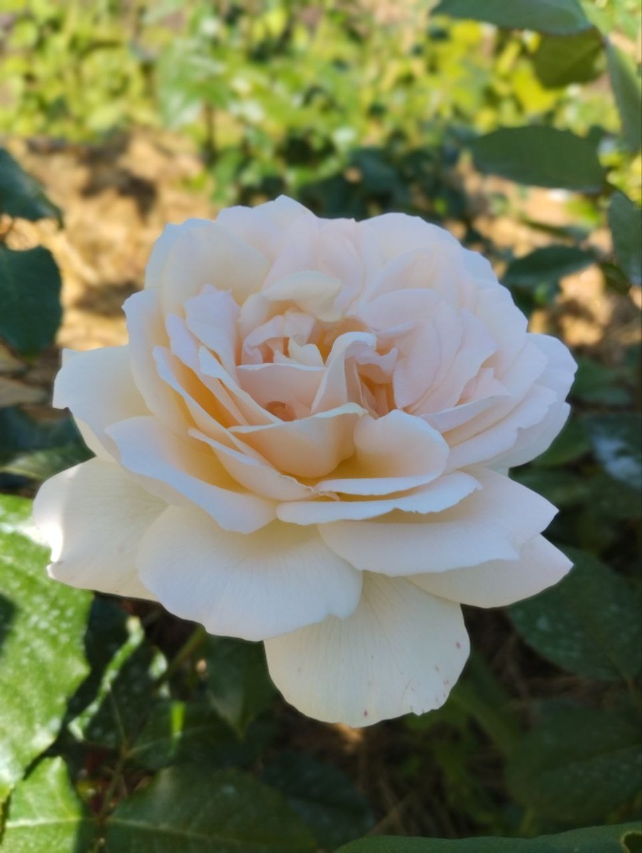 Чандос Бьюти