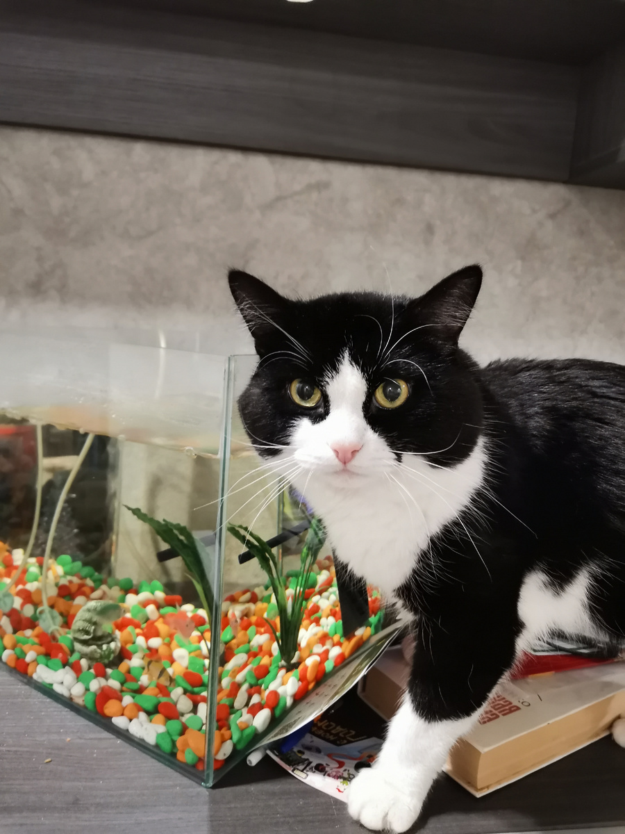 Кот тоже сейчас на перепутье: выиграет или не выиграет — успеет ли попить воды из аквариума 😁