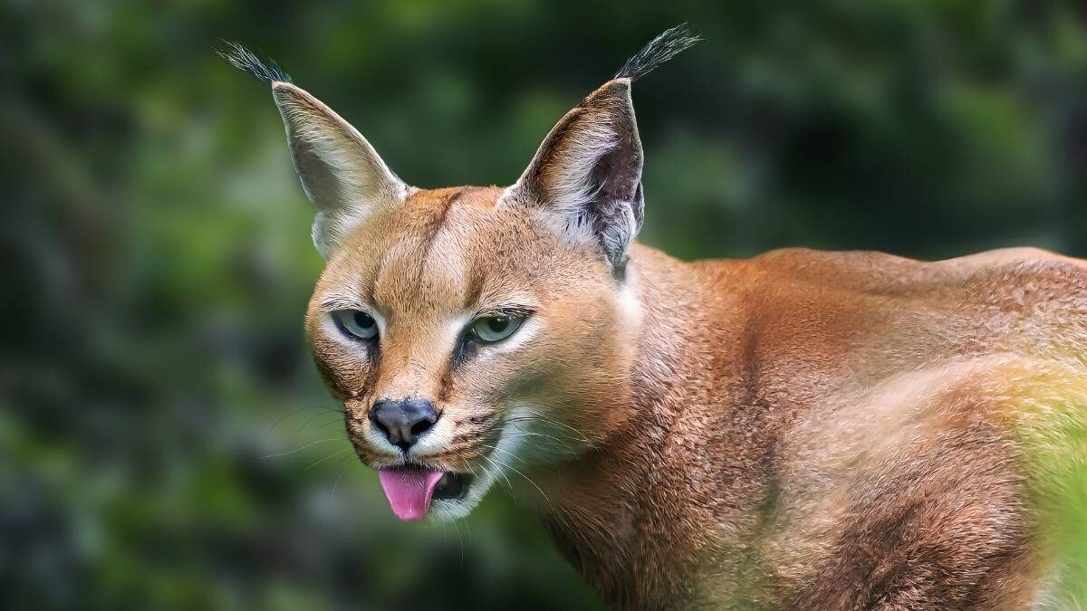    Фото: Shutterstock