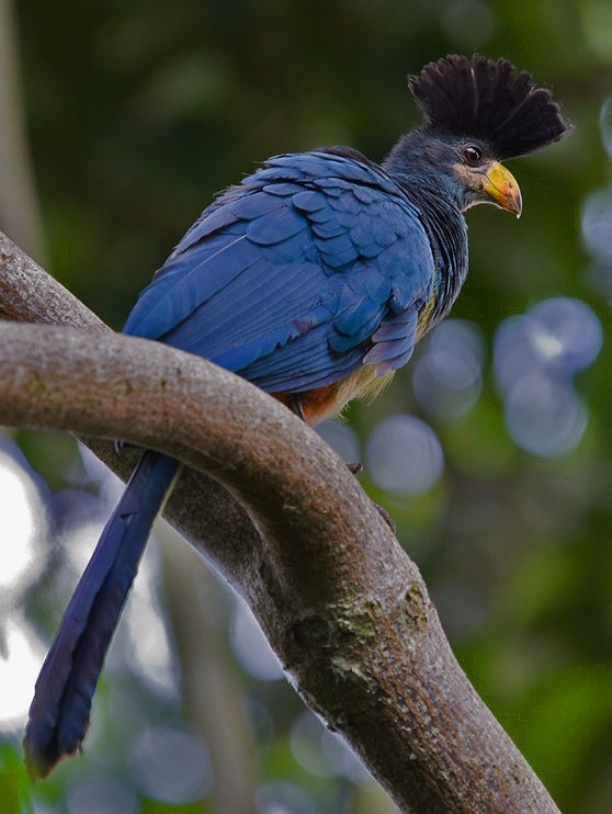 (https://live.staticflickr.com/7021/6504050535_a8e0834593_c.jpg)Большой голубой турако(Corythaeola cristata).