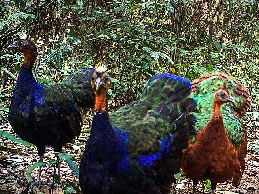 (https://cdn.download.ams.birds.cornell.edu/api/v2/asset/364354331/900) конголезский павлин (Afropavo congensis) 