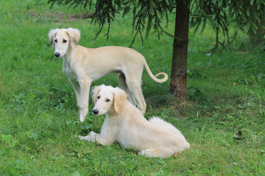 Помет Д в питомнике Борзомир: Джин и Джамаль