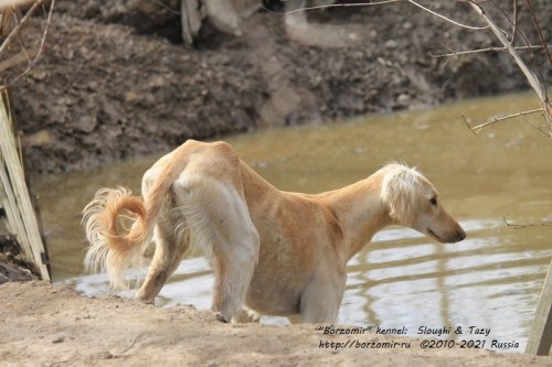 Тазы Борзомир Джуна