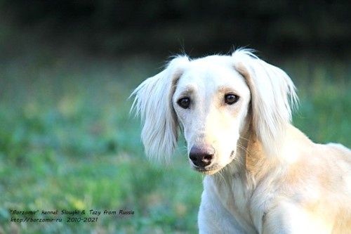 Тазы Борзомир Джуна