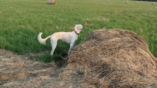 Тазы Борзомир Джумана