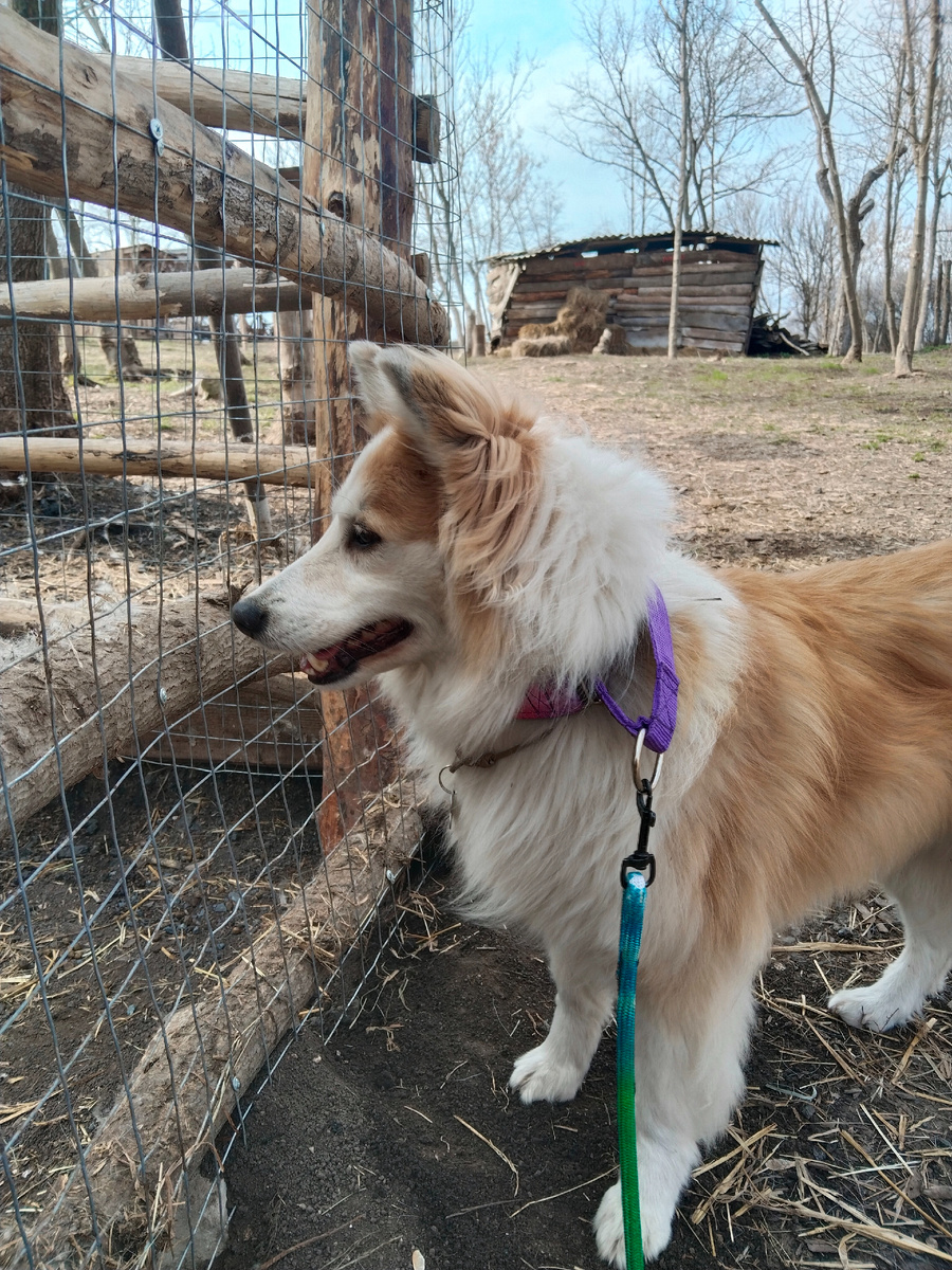 Свою собаку я не выбирала - она сама нашла меня (в прямом смысле слова)🫠