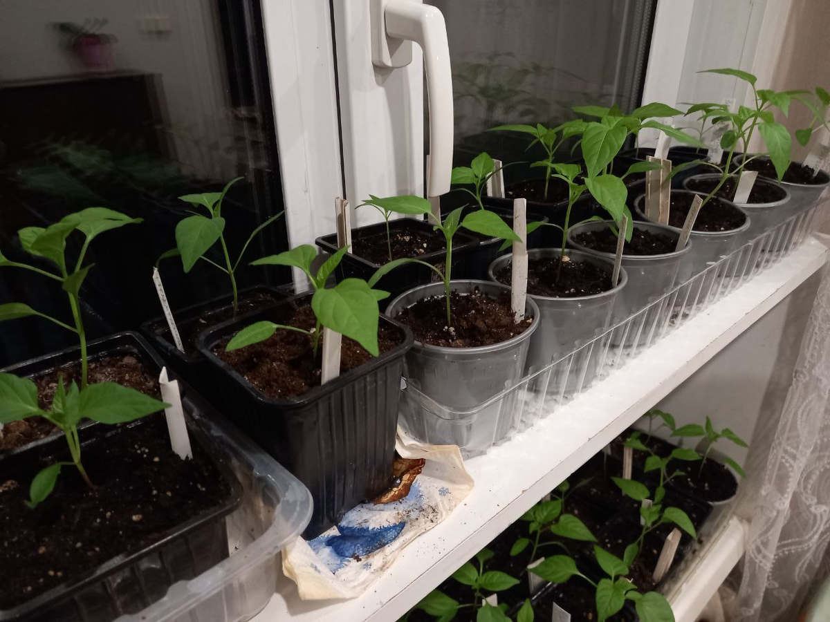 Поздним вечером сфотографировала