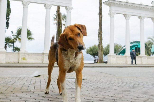    Объявлена сумма штрафа за самовыгул собак