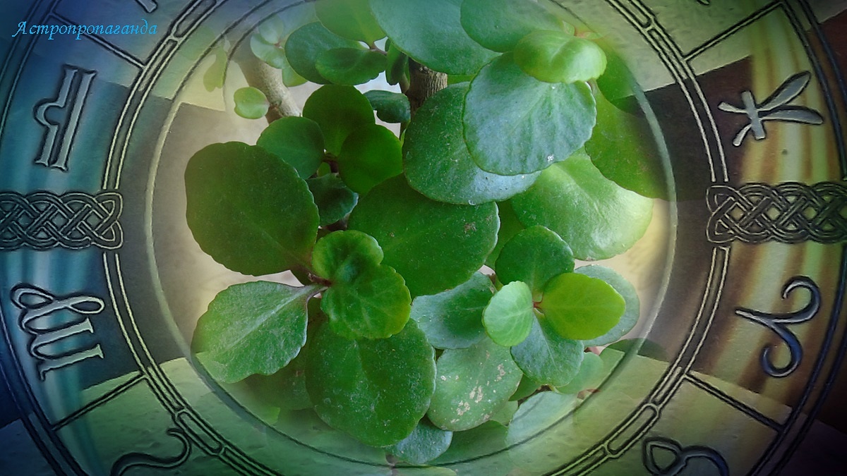 Гороскоп с 24 по 30 марта 2025: планеты ходят между Рыбами и Овном. 