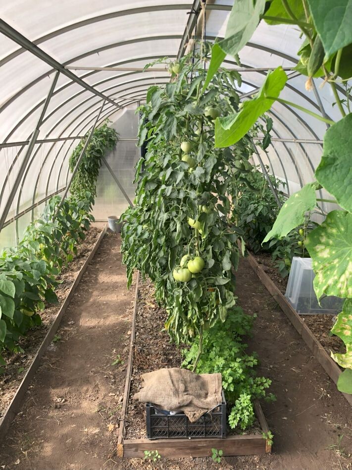 Для иллюстрации ландшафта: сценарий описан на примере вот такой базовой теплицы 3х6 м.