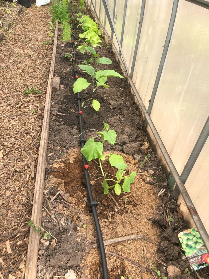 Вот тут вода течет откуда-то отсюда куда-то туда, по пути оставляя достаточно широкие пятна для питания зелени.