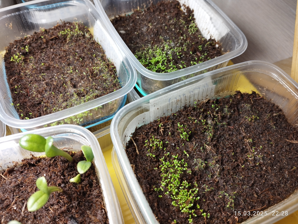 Всходы лобелии