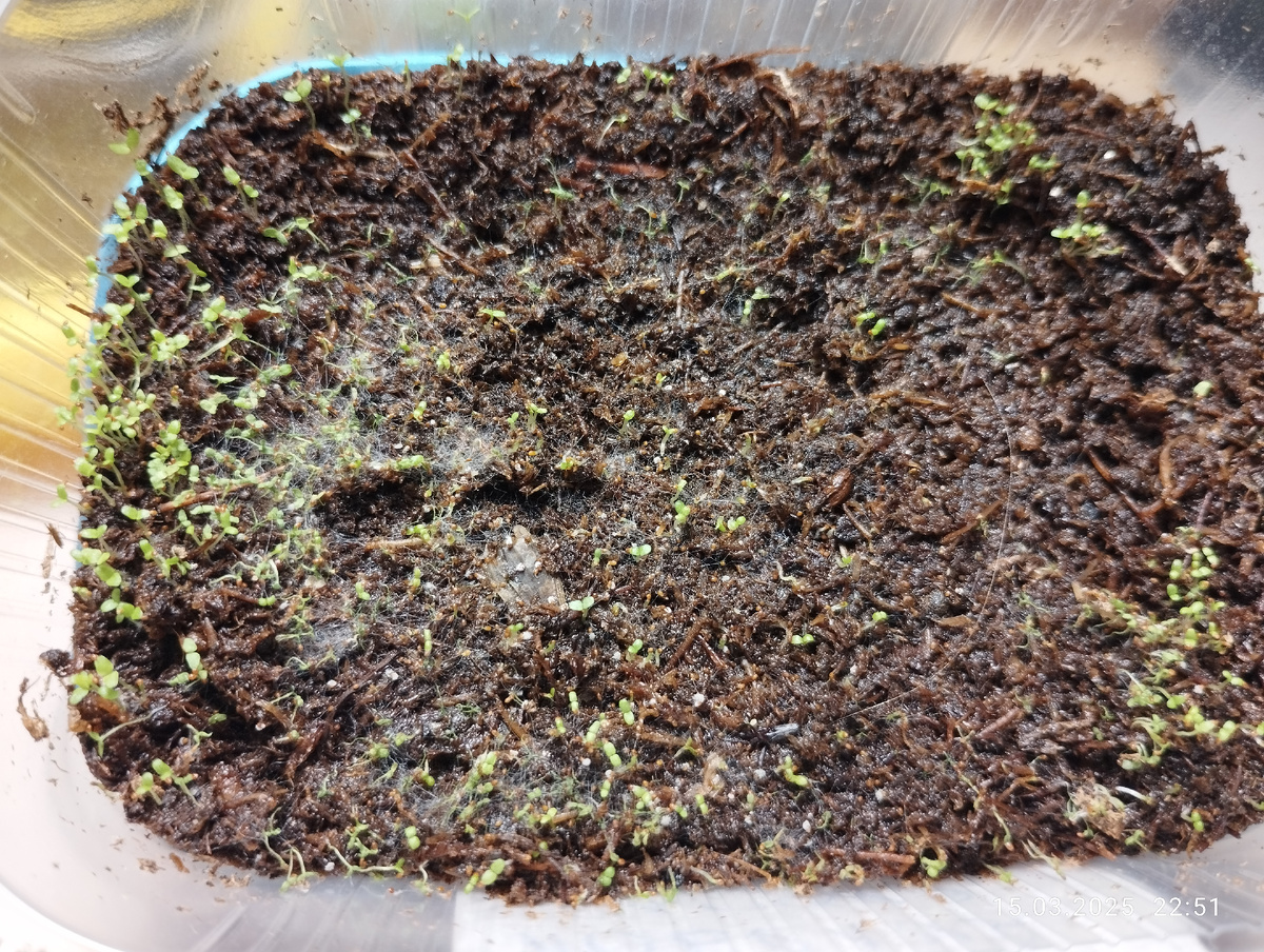 Всходы лобелии под паутинкой