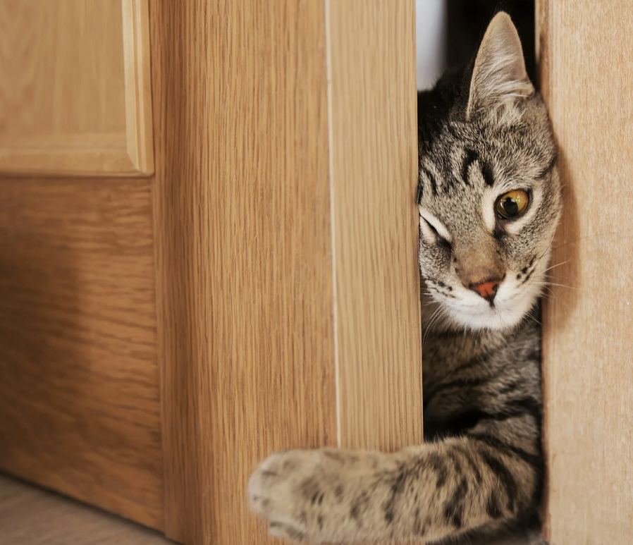 Источник изображения -- Яндекс. Картинки.