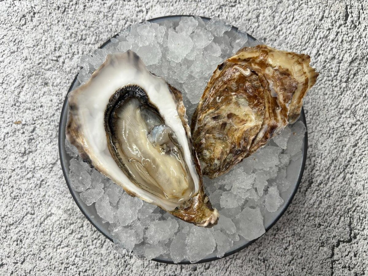 Устрица Святой Патрик 