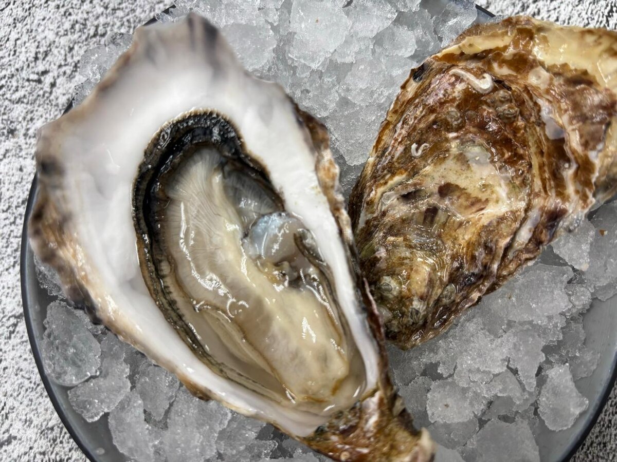 Устрица Святой Патрик 