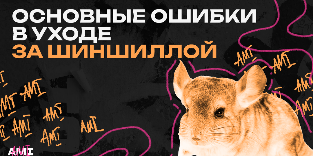 Основные ошибки в уходе за шиншиллой