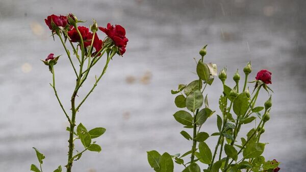    © РИА Новости Крым . Дмитрий Макеев