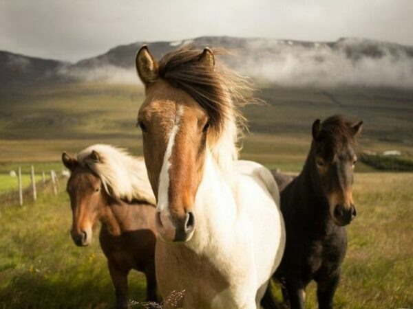    Фото: pixabay.com