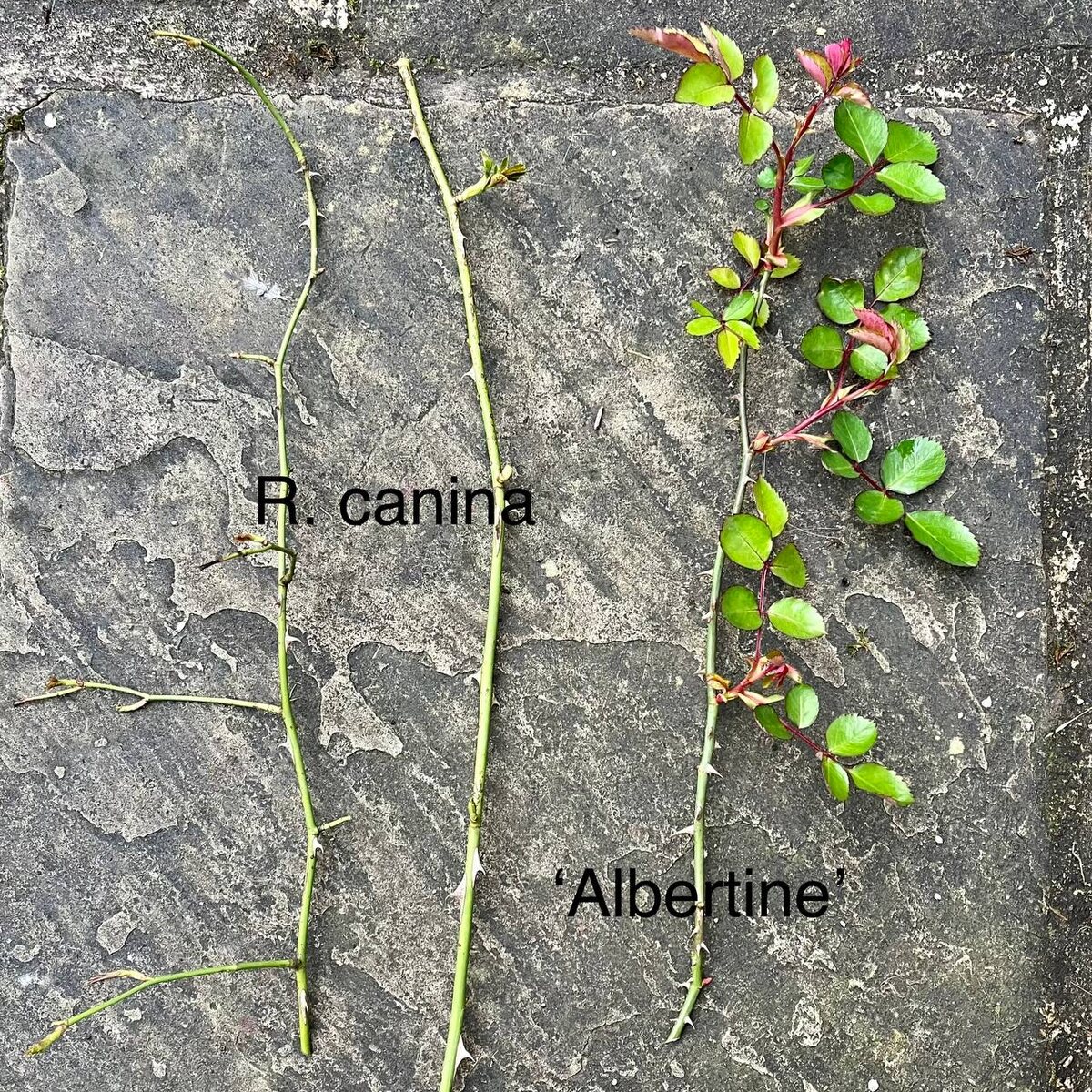 Наглядный пример разницы сроков пробуждения подвоя (шиповника) и привоя (сортовой розы)