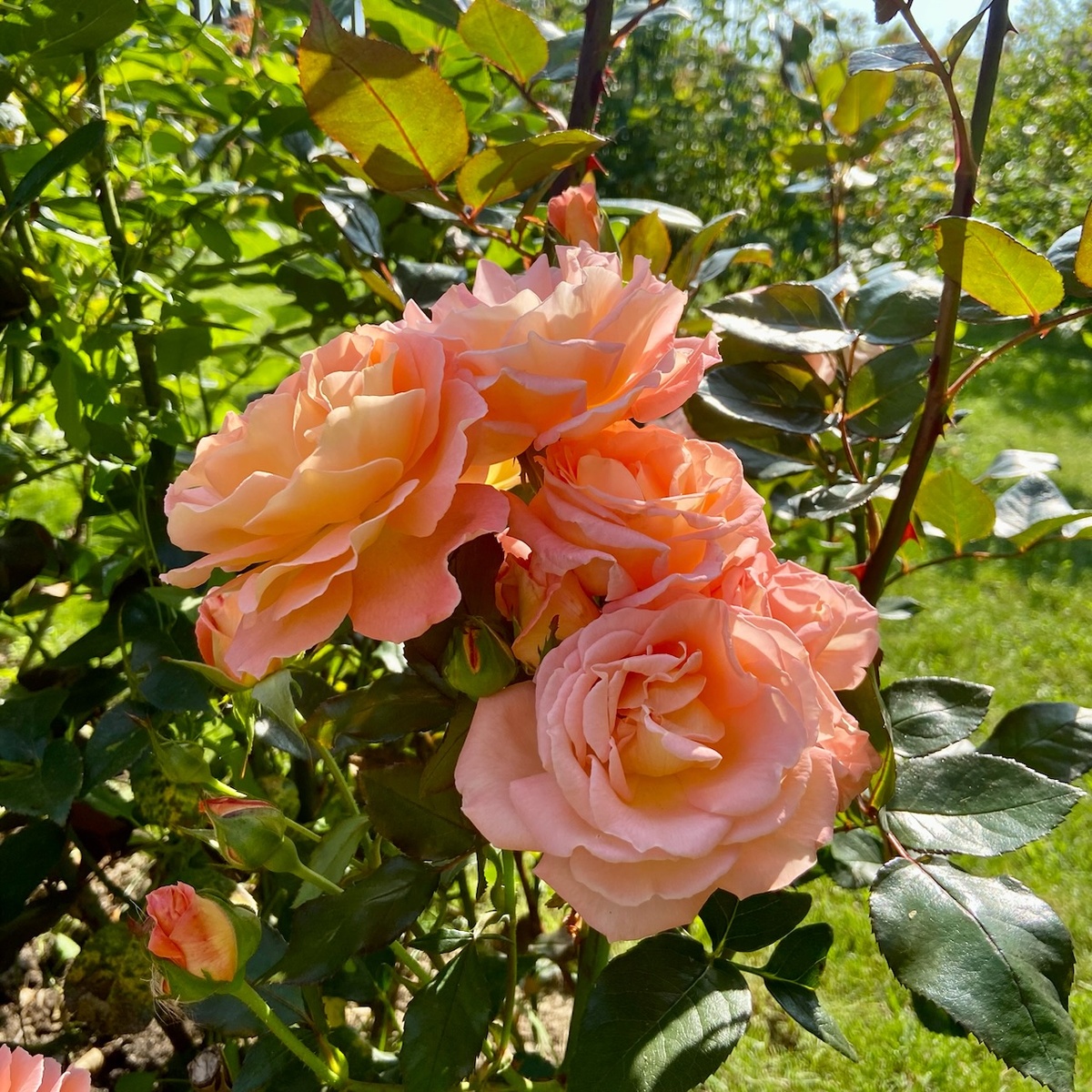 ‘Rosemary Harkness’ (Розмари Харкнесс)