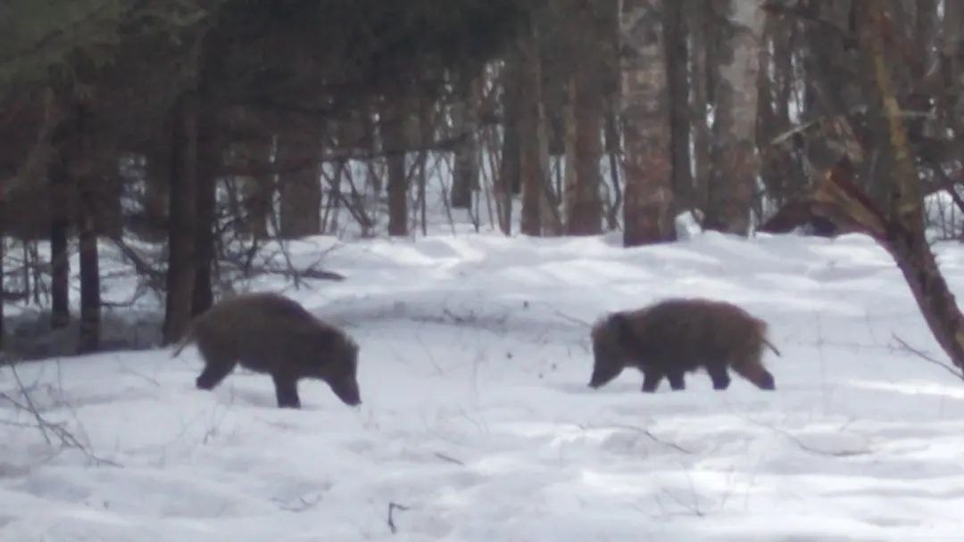 Кабаны в дикой части