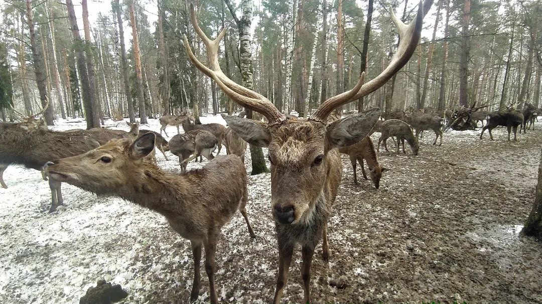 Олени в Копорье