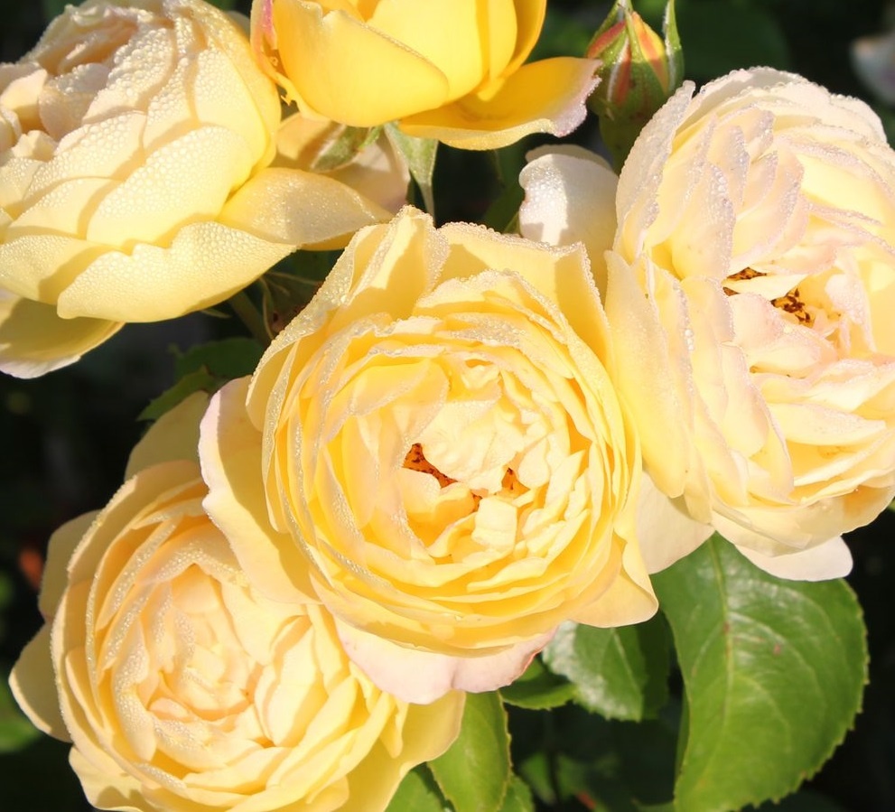 Фото: роза Шато де Шеверни, Дельбар