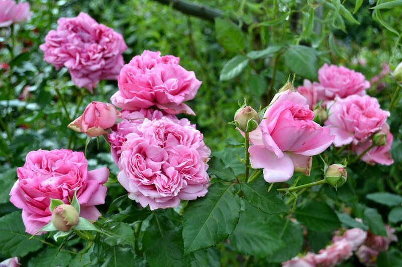 Фото: роза Помпадур. Дельбар