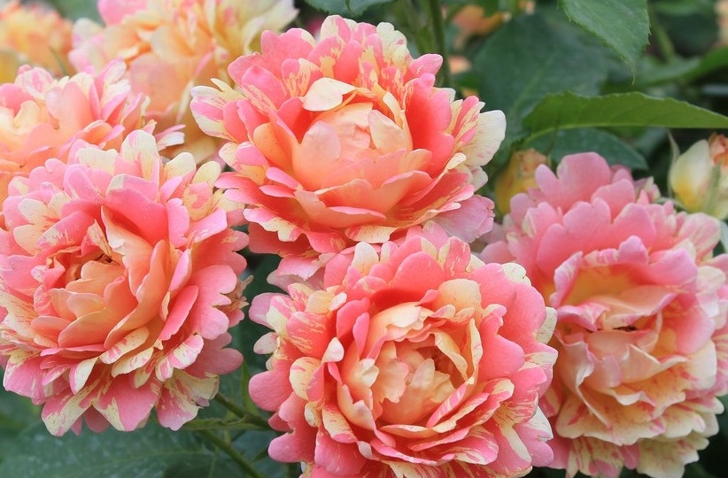 Розы Дельбара: ароматные шедевры французской селекции + 5 красивых сортов