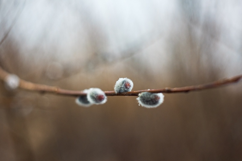    Фото: primamedia.ru Георгий