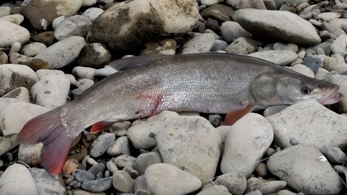     Источник: transsibinfo.com