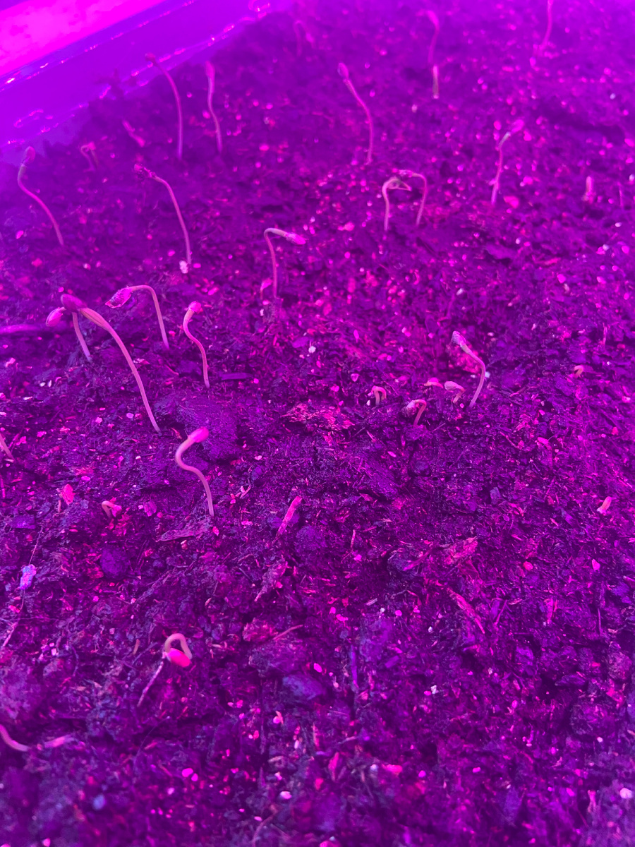 Первые всходы