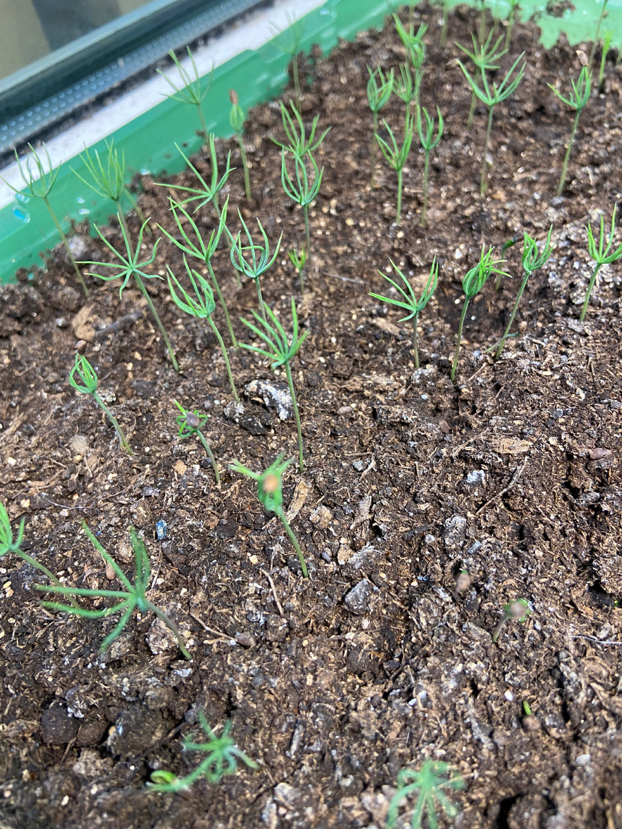 Елочки в возрасте 3 недели