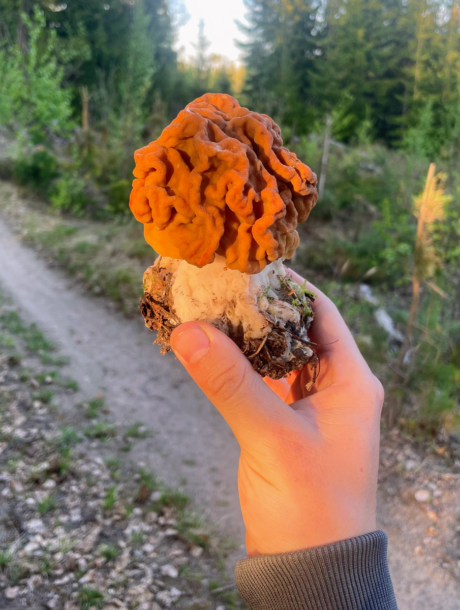 Источник:  https://ru.m.wikipedia.org