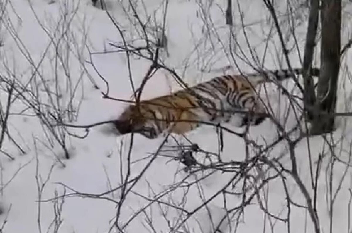    В Приморье возбудили уголовное дело по застреленному в голову тигру