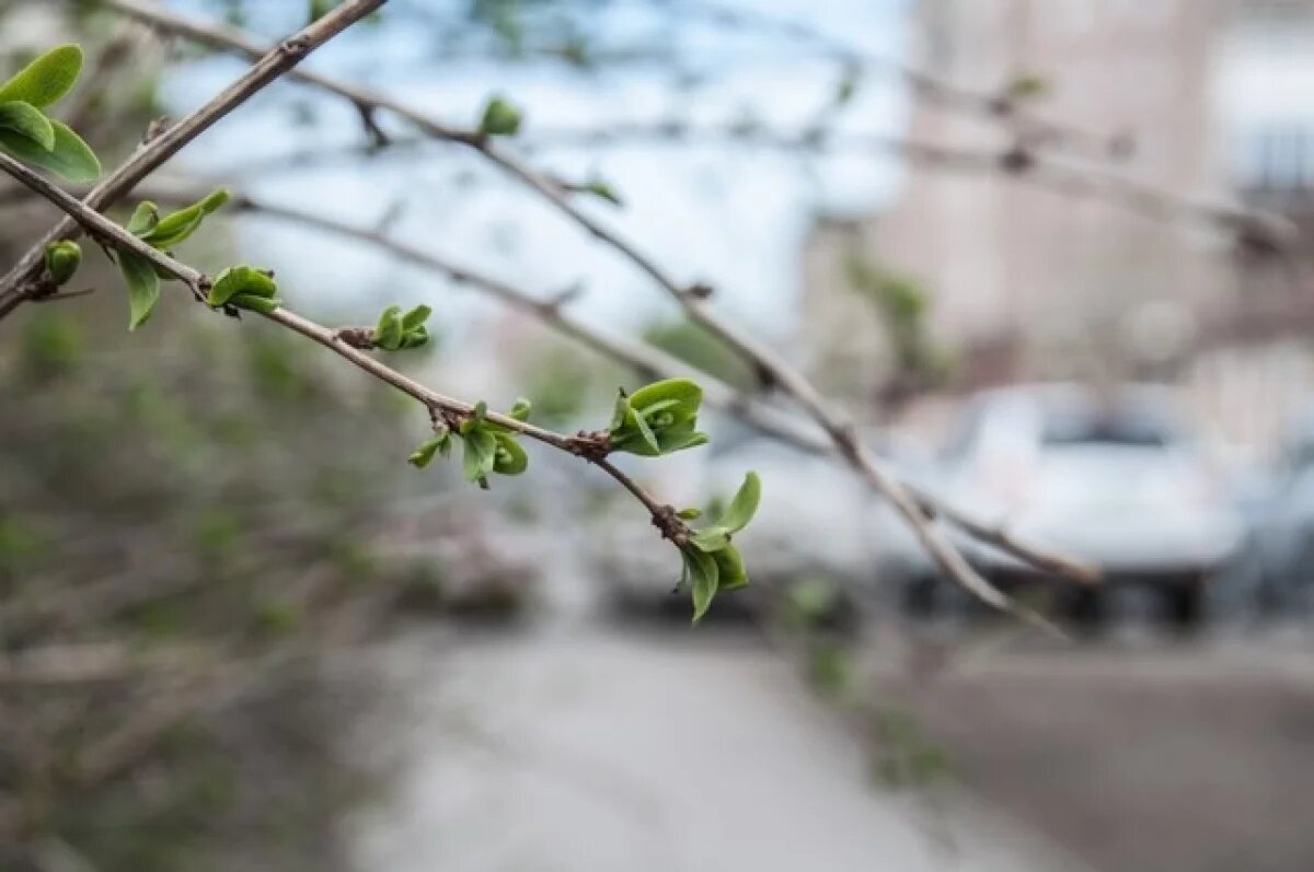    Тёплая погода в Омской области установится в конце марта