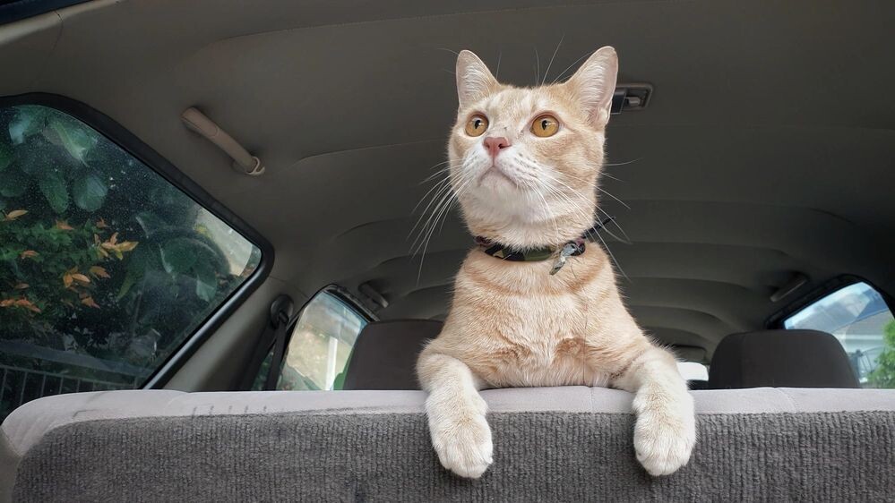    Фото: RJ22/Shutterstock/Fotodom