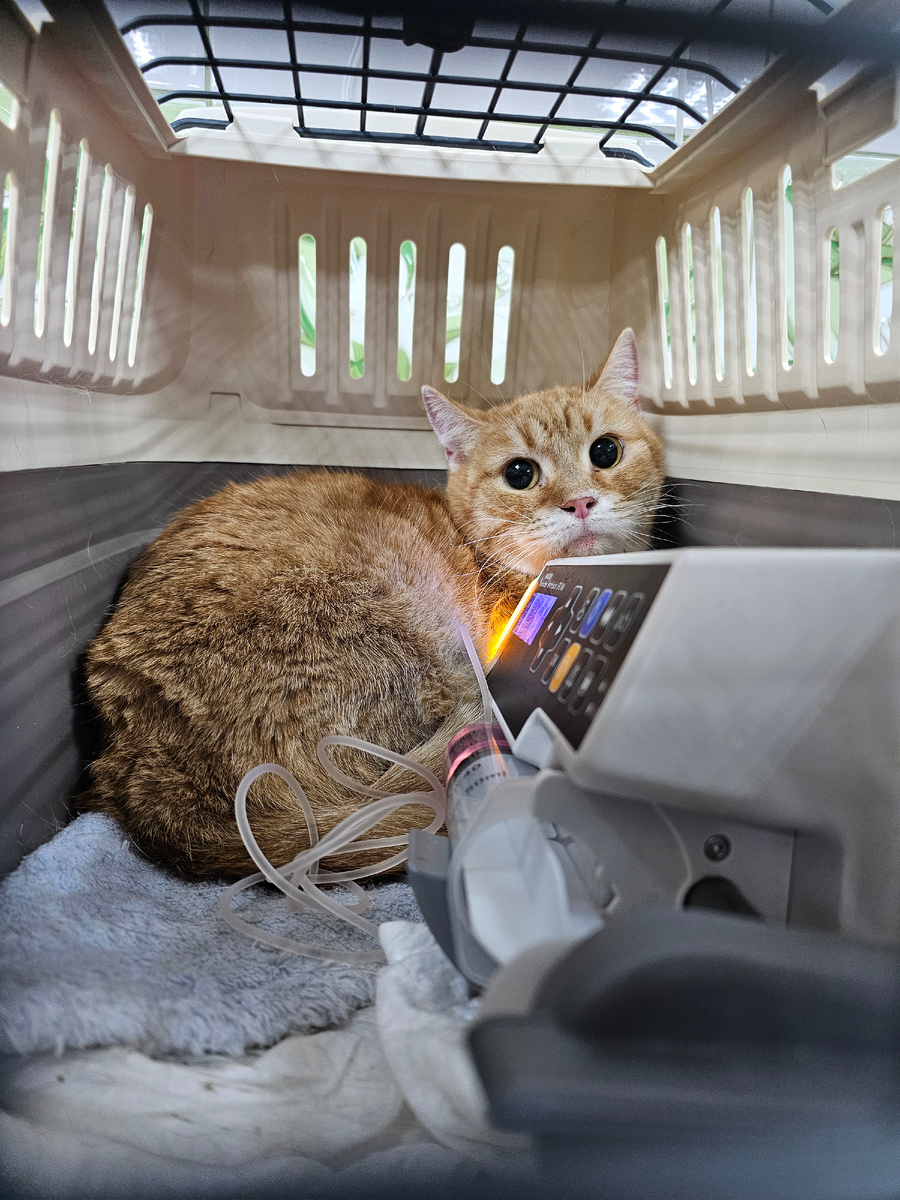 Фото автора. Рыжуля наша капельнице.