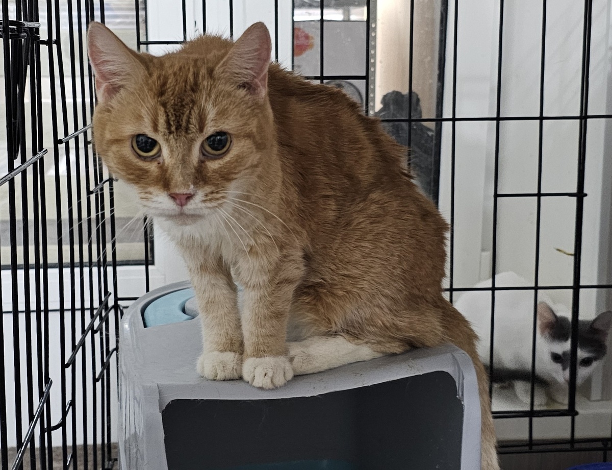 Фото автора. Рыжуля.